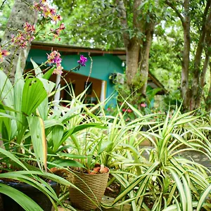 palitha-homestay.kandyhotelsnow.com/